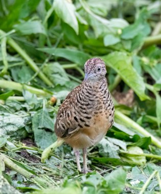 A Rock bush-quail resting on a small boulders in the outskirts of Bhigwan city in Maharastra clipart