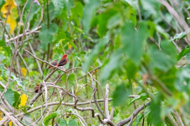 A group of red munia aka red avadavat perched on a small twig close to a water body on the outskirts of Bhigwan, Maharastra clipart