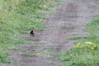 Pune, Maharastra 'nın dışındaki Bhigwan otlaklarında şarkı söyleyen ve beslenen bir bıldırcın.