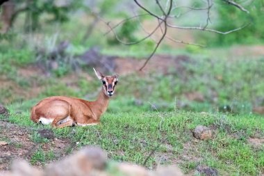 Maharastra 'nın Bhigwan şehrinin dışındaki çayırlarda otlayan bir çinkara.