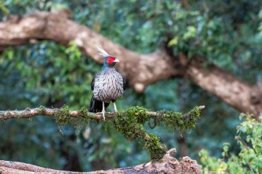 A family of Kalij pheasant feeds on seeds in a bird hide on the foothills of Sattal, Uttarakhand  clipart