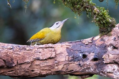 A greater yellownape resting on the bark of a tree trunk on the outskirts of Sattal town in Uttarakhand  clipart