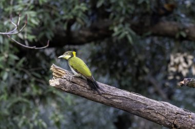 A greater yellownape resting on the bark of a tree trunk on the outskirts of Sattal town in Uttarakhand  clipart