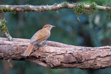 Uttarakhand 'in sattal kasabasının dışındaki bir ağacın tepesine tünemiş çizgili bir ardıç kuşu. 