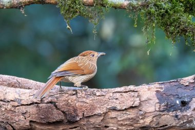 Uttarakhand 'in sattal kasabasının dışındaki bir ağacın tepesine tünemiş çizgili bir ardıç kuşu. 