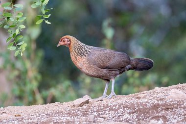 Uttarakhand 'da sattalın eteklerindeki tohumlarla beslenen bir kızıl orman kuşu. 