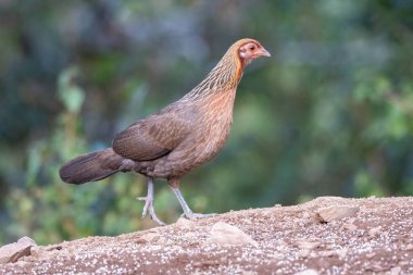 Uttarakhand 'da sattalın eteklerindeki tohumlarla beslenen bir kızıl orman kuşu. 