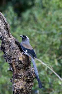 Uttarakhand 'ın Sattal kasabasının dışındaki bir ağaç gövdesine tünemiş gri bir ağaç. 