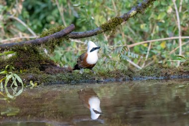 A white-crested laughingthrush perched on a tree trunk in the deep jungles on the outskirts of Sattal in Uttarakhand  clipart