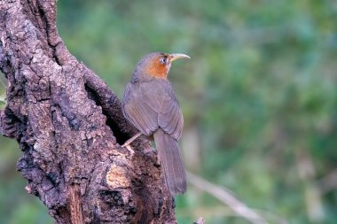 Paslı yanaklı bir Scimitar Babbler Uttarakhand 'daki Sattal ormanlarının kenarındaki bir ağaç gövdesine tünemişti. 