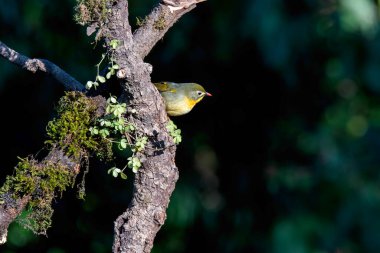 Kırmızı gagalı bir Leiothrix, Uttarakhand 'daki Sattal kasabasının eteklerindeki suda yansıması olan bir su kütlesinin yanına tünemişti. 
