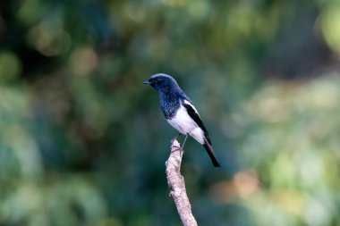 A Blue capped redstart perched on top of a tree branch on the outskirts of Sattal town in Uttarakhand  clipart