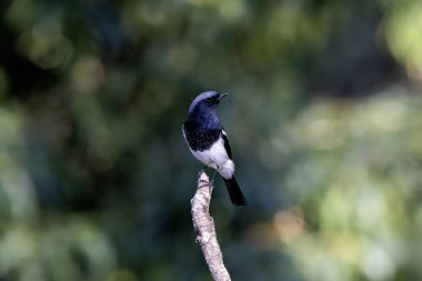 Uttarakhand 'ın Sattal kasabasının dışındaki bir ağaç dalının tepesine tünemiş mavi başlıklı bir kızılağaç 