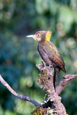 A greater yellownape resting on the bark of a tree trunk on the outskirts of Sattal town in Uttarakhand  clipart