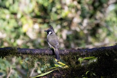 Uttarakhand 'ın Sattal kasabasındaki bir ormanın kenarındaki ağaç dalına tünemiş bir Himalaya Bulbul. 