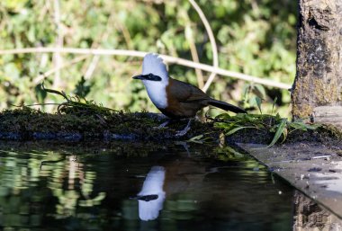 A white-crested laughingthrush perched on a tree trunk in the deep jungles on the outskirts of Sattal in Uttarakhand  clipart