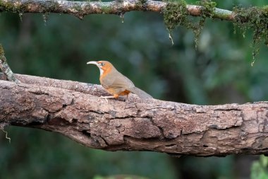 Paslı yanaklı bir Scimitar Babbler Uttarakhand 'daki Sattal ormanlarının kenarındaki bir ağaç gövdesine tünemişti. 