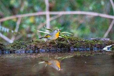 Uttarakhand 'daki Sattal kasabasının dışındaki bir su birikintisinin kenarında duran kırmızı gagalı bir Leiothrix. 
