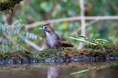 Uttarakhand 'daki Sattal kasabasının eteklerindeki bir su birikintisinin kenarında oturan solgun çeneli bir ardıç kuşu. 