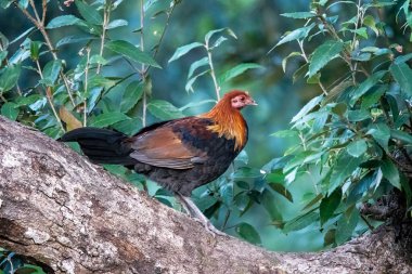 A red jungle fowl feeding on seeds in the bushes of a jungle on the outskirts of Sattal in Uttarakhand  clipart