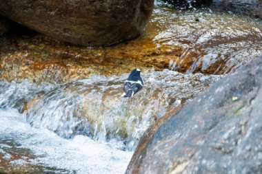 Uttarakhand 'ın Sattal kasabasının eteklerindeki su derelerindeki böceklerle beslenen küçük bir kuyruk. 