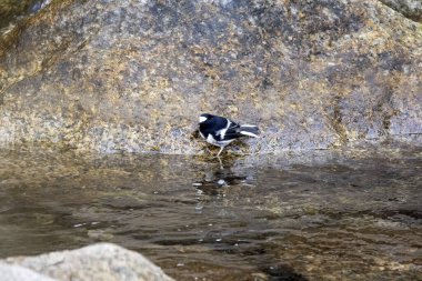 Uttarakhand 'ın Sattal kasabasının eteklerindeki su derelerindeki böceklerle beslenen küçük bir kuyruk. 
