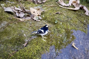 A little forktail feeding on insects in the streams of water on the outskirts of Sattal town in Uttarakhand  clipart