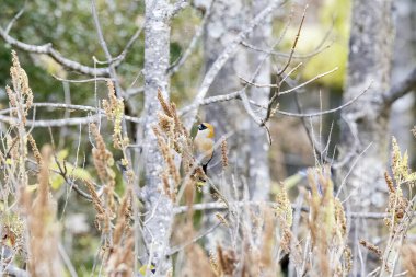 Kızıl başlı bir ispinoz Uttarakhand 'ın Chopta kasabasının dışındaki bir ağaç dalına tünemişti. 