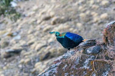 A Himalayan Monal bird roaming through the snows on the mountains of Chopta on the way to Tunganath temple in Uttarakhand  clipart