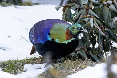 A Himalayan Monal bird roaming through the snows on the mountains of Chopta on the way to Tunganath temple in Uttarakhand  clipart