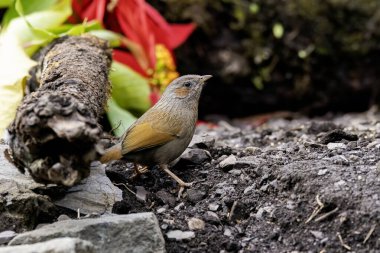 Uttarakhand 'daki Sattal kasabasının eteklerindeki bir su birikintisinin kenarına tünemiş çizgili bir ardıç kuşu. 