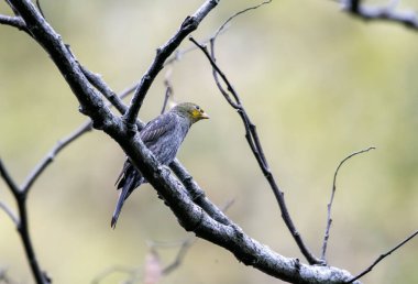 A yellow-rumped honeyguide perched on a small tree next to a honey bees nest on the outskirts of Rudraprayag, Uttarakhand  clipart