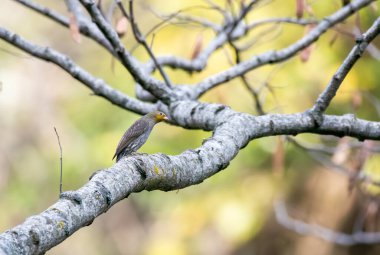 Rudraprayag, Uttarakhand 'ın eteklerindeki bal arılarının yuvasındaki küçük bir ağaca tünemiş sarı popolu bir balrehberi. 