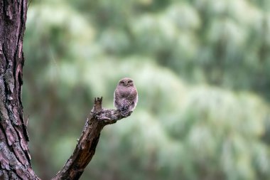 Bir orman baykuşu, Sattal Town, Uttarakhand 'ın eteklerindeki bir derenin yanındaki ağaç dalına tünemişti. 