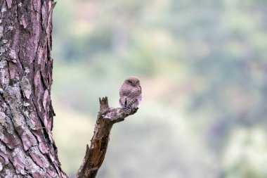 A jungle owlet perched on top of a tree branch next to a river stream on the outskirts of Sattal Town, Uttarakhand  clipart