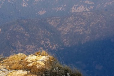 A cheer pheasant standing on top of a boulder on top of a mountain on the outskirts of Rudraprayag, Uttarakhand  clipart