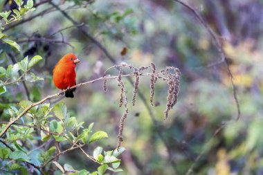 Kızıl ispinoz Uttarakhand 'ın Mandal kasabasının dışındaki meyve veren bir fabrikanın tepesine tünemişti. 