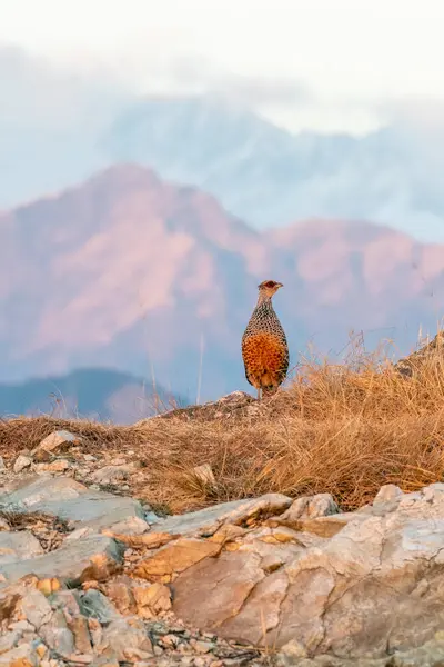 Rudraprayag 'ın eteklerindeki bir dağın tepesinde duran bir ponpon sülünü, Uttarakhand 