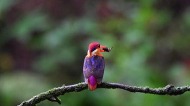 Doğulu bir cüce kral balıkçı gagasında bir avla Mumbai 'nin dışındaki bir orman arazisindeki bir ağaç dalının tepesine tünemiş.