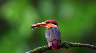 Doğulu bir cüce kral balıkçı gagasında bir avla Mumbai 'nin dışındaki bir orman arazisindeki bir ağaç dalının tepesine tünemiş.
