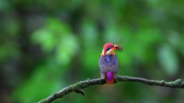 Doğulu bir cüce kral balıkçı gagasında bir avla Mumbai 'nin dışındaki bir orman arazisindeki bir ağaç dalının tepesine tünemiş.