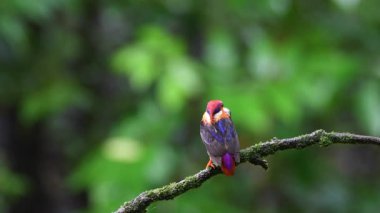 Doğulu bir cüce kral balıkçı gagasında bir avla Mumbai 'nin dışındaki bir orman arazisindeki bir ağaç dalının tepesine tünemiş.