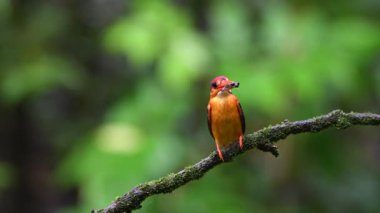 Doğulu bir cüce kral balıkçı gagasında bir avla Mumbai 'nin dışındaki bir orman arazisindeki bir ağaç dalının tepesine tünemiş.
