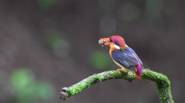 Doğulu bir cüce kral balıkçı gagasında bir avla Mumbai 'nin dışındaki bir orman arazisindeki bir ağaç dalının tepesine tünemiş.