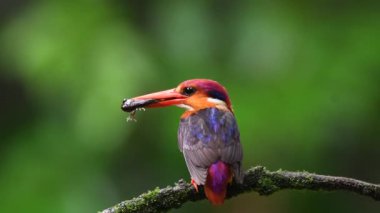 Doğulu bir cüce kral balıkçı gagasında bir avla Mumbai 'nin dışındaki bir orman arazisindeki bir ağaç dalının tepesine tünemiş.