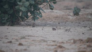 Jaisalmer, Rajasthan 'ın dışındaki çöl manzarasında av faresiyle beslenen dişi bir kerkenez. 