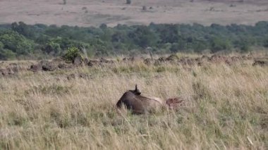 Kenya 'daki Masai Mara Ulusal Rezervi' ndeki büyük göç sırasında benekli bir sırtlan bir antilobu öldürüp besliyor.