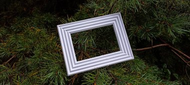 Branches of a spruce with needles in a white frame against the background of fir trees after the rain in the forest  clipart