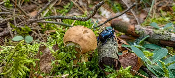 Ormandaki yosun içinde Porcini mantarı ve siyah böcek: mantar sezonunun başlangıcı 