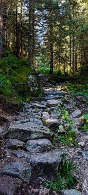 Dağlara giden taşlardan yapılmış bir orman yolu. Dağlara yolculuk. Tatra Dağları 'nda yürüyüş. Etkin yaşam biçimi.